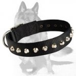 Studded Dog Collar 1 1/2 inch (40 mm) wide for German Shepherd