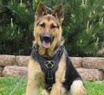 German Shepherd Padded Leather Dog Harness for walking