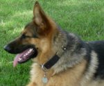 Leather Collar with Studs and Plates for handling German Shepherd