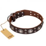'Age of Beauty' FDT Artisan Incredible Studded Brown Leather German Shepherd Collar