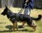 German Shepherd Dog Training Equipment Solution Dog Harness
