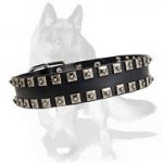 German Shepherd Leather Collar with Shiny Nickel Plates