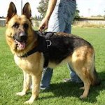 Patrol and Tracking harness for German Shepherd