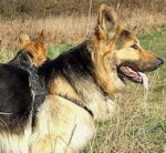 NYLON PATROL HARNESS - Multi Purpose Nylon Dog Harness for GSD