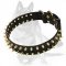 German Shepherd Luxurious Spiked Leather Collar