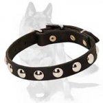 Daily German Shepherd Collar with Nickel studs