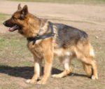Walking Pulling/Tracking Leather Dog Harness For German shepherd