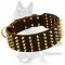 Stunning Dog Collar with five rows of Brass Spikes