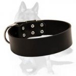 Gorgeous Wide Leather Dog Collar for German Shepherd