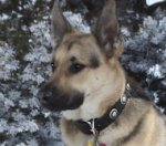 Fantastic Handmade Leather Dog Collar with Silver Conchos