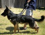 German Shepherd Dog Training Equipment Solution Dog Harness
