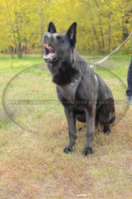 'New Venice' Agitation/Protection Leather Dog Harness for German Shepherd