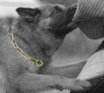 Curogan Fur Saver Dog Collar for German Shepherd 1/6 inch (4.0 mm)