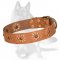 German Shepherd Nice Tan Leather Dog Collar with Flowers for Spring Mood
