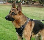 German Shepherd Protection / Attack Leather Dog Harness