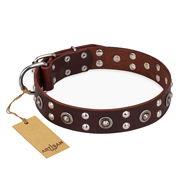 'Pirate Treasure' FDT Artisan Exciting Brown Leather German Shepherd Dog Collar with Studs