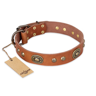'Stunning Dress' FDT Artisan Tan Leather German Shepherd Collar with Goldish Plates and Studs - 1 1/2 inch (40 mm) wide