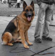 Handcrafted brown leather dog lead for training and walking