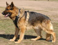 gsd dog harness
