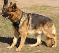 leather dog harness for german shepherd