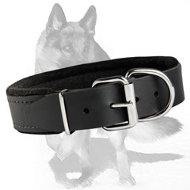 Leather Dog Collar padded with thick felt 1 1/2 inch (40 mm) in width