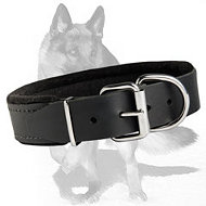 Padded Leather Collar for German Shepherd