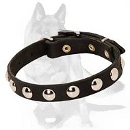 Daily German Shepherd Collar with Nickel studs