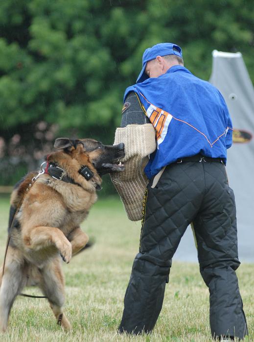 German shepherd dog training!!!