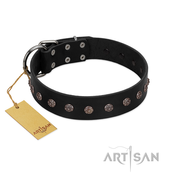Comfy wearing full grain leather dog collar with stunning adornments