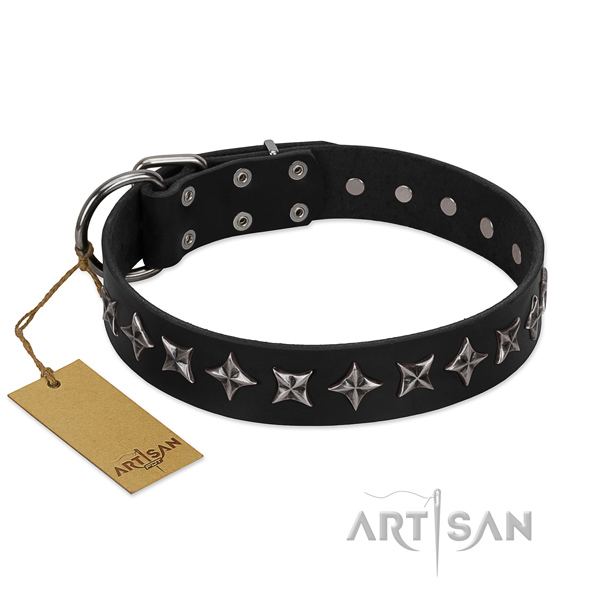 Fancy walking dog collar of quality genuine leather with adornments