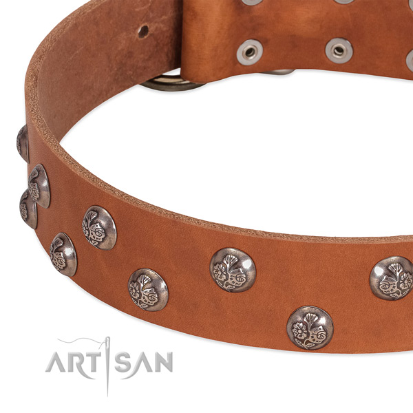 Full grain natural leather dog collar with corrosion proof fittings and studs