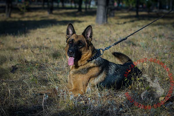Embellished leather German Shepherd collar 