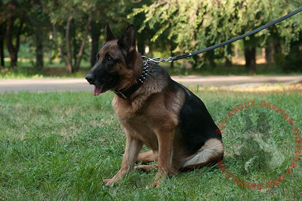 Leather canine collar for German Shepherd with spikes
