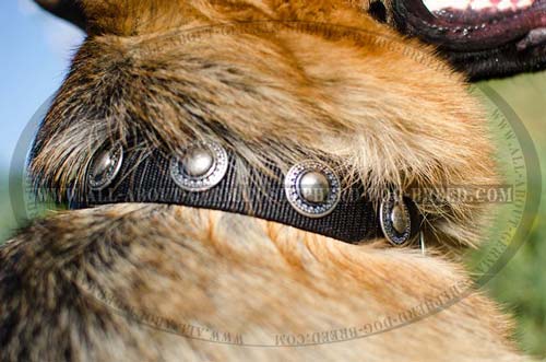 Dazzling nylon dog collar for stylish walking 