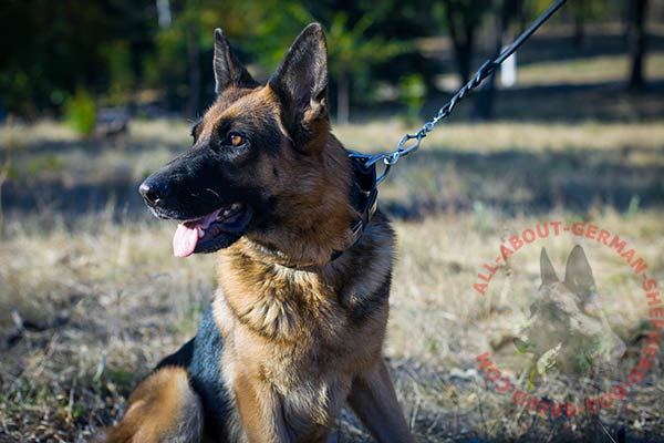 Leather dog collar for German Shepherd with rustless fittings