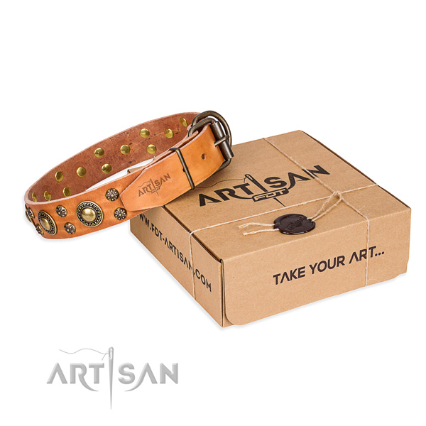 Everyday leather dog collar with remarkable studs