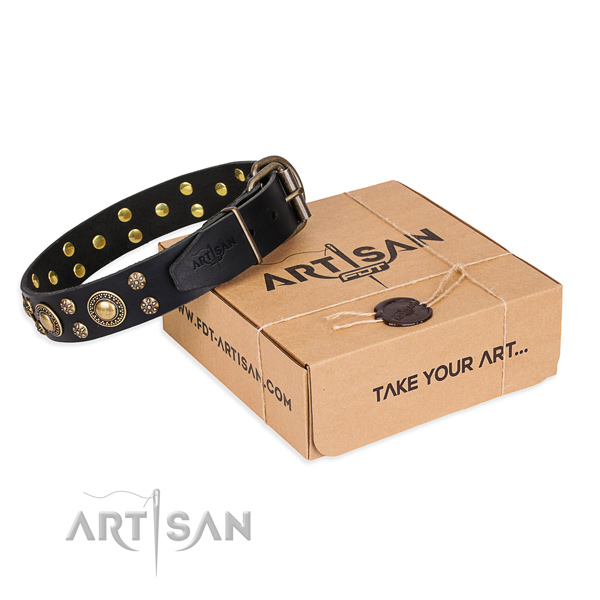 Daily leather dog collar with remarkable studs