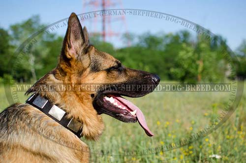 Fancy nylon collar for German Shepherd 