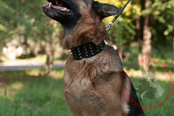 Leather German Shepherd collar with combined adornment