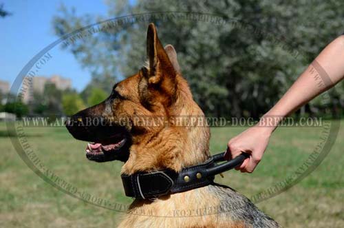 Agitation training leather collar for German Shepherd