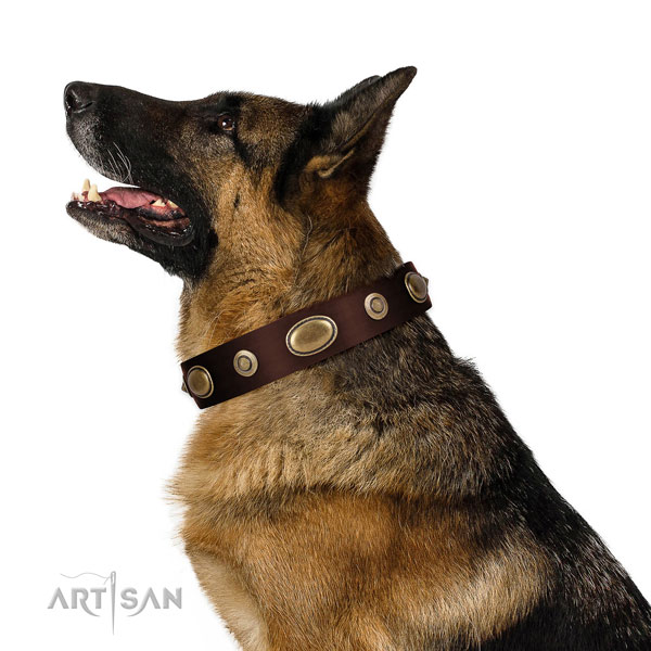 Stylish walking dog collar of genuine leather with remarkable embellishments