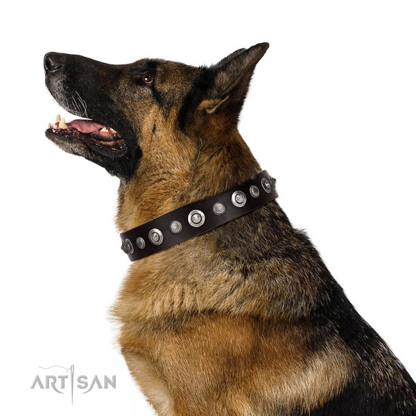 Fine quality genuine leather dog collar with impressive decorations