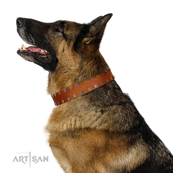 Fancy walking natural leather dog collar with embellishments