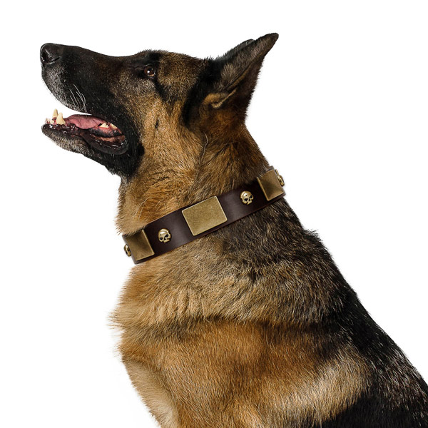 Best quality full grain leather collar with corrosion proof studs for your doggie