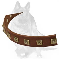 Beautiful accessory for your Dog