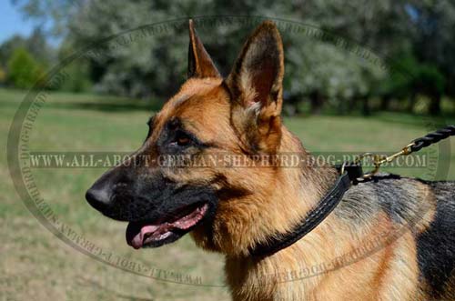 Extra Strong Dog Collar for walks