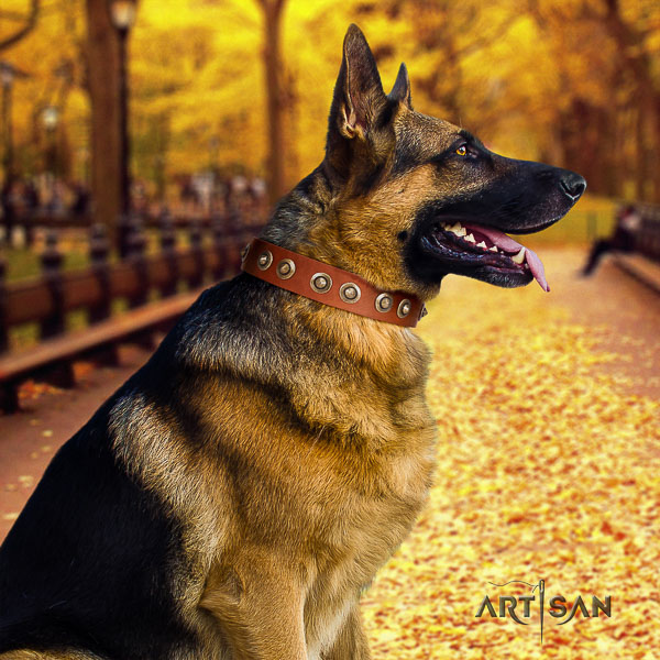 German Shepherd Dog full grain leather dog collar with studs for daily walking
