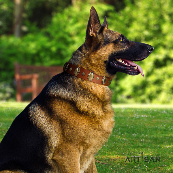 German Shepherd Dog full grain genuine leather dog collar with studs for everyday walking