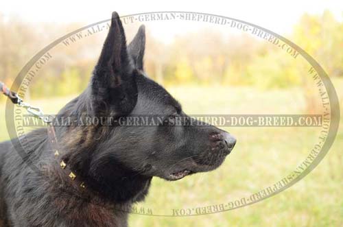 Durable Collar for training your Shepherds
