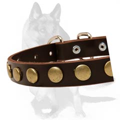 Secure fit Collar with steel buckle